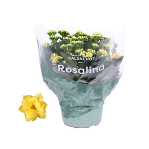 Kalanchoe Rosalina 15cm Don Amarillo geel