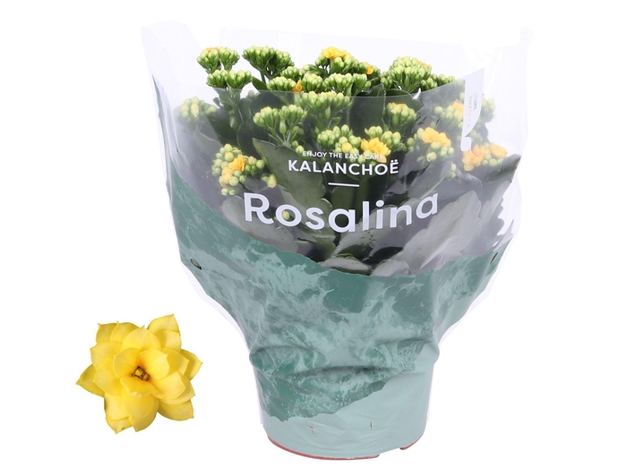 <h4>Kalanchoe Rosalina 15cm Don Amarillo geel</h4>