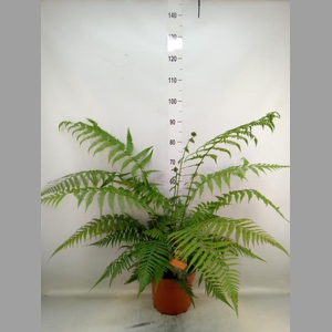 Dicksonia antarctica