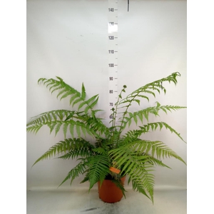 Dicksonia antarctica