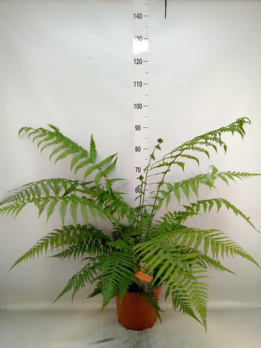 <h4>Dicksonia antarctica</h4>