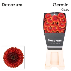 Germini Pomponi Rizzo Diamond