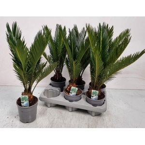 CYCAS REVOLUTA