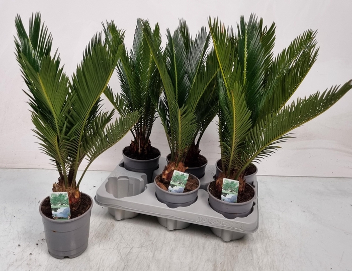 <h4>CYCAS REVOLUTA</h4>