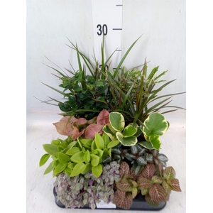 Planten  ..mix