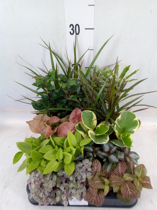 <h4>Planten  ..mix</h4>