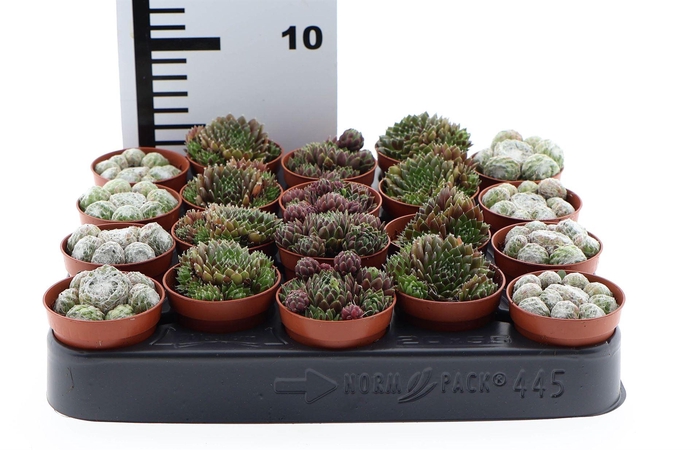 <h4>Succulents   ...</h4>