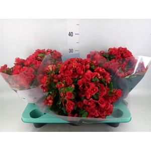 Begonia elat. HL 'Betulia'