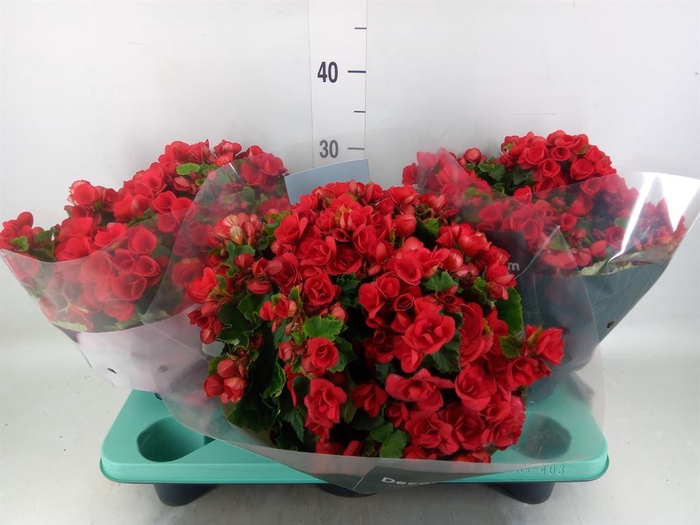 <h4>Begonia elat. HL 'Betulia'</h4>