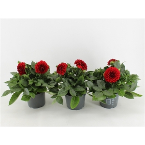 Dahlia Dalina Maxi Topia