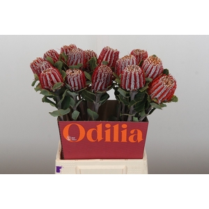 Banksia Coccinea
