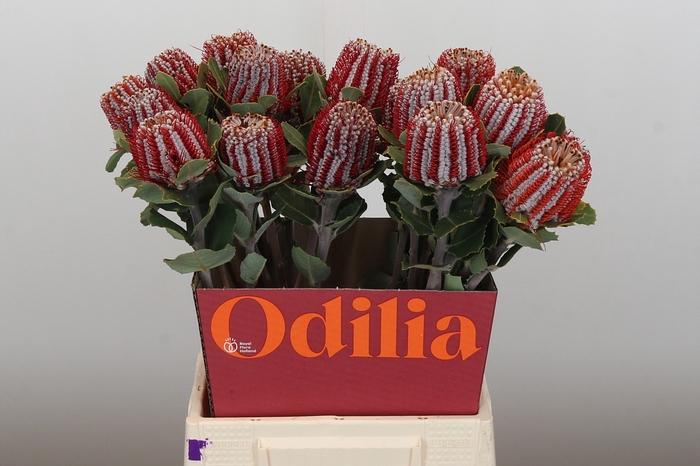 <h4>Banksia Coccinea</h4>