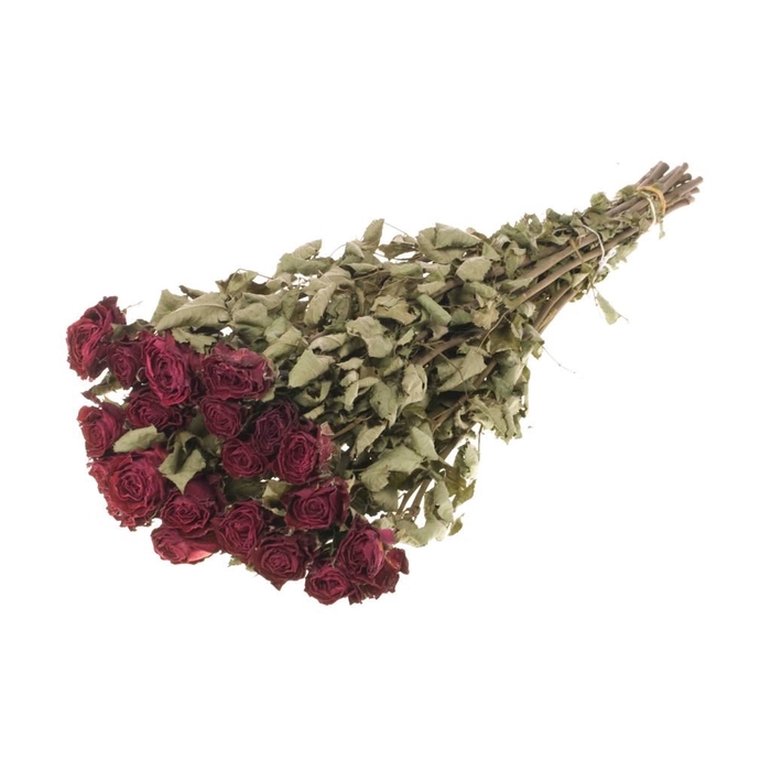 Roses 'Bright Torch' 20pc natural dark red