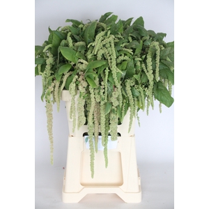 AMAR CA GREEN CORD