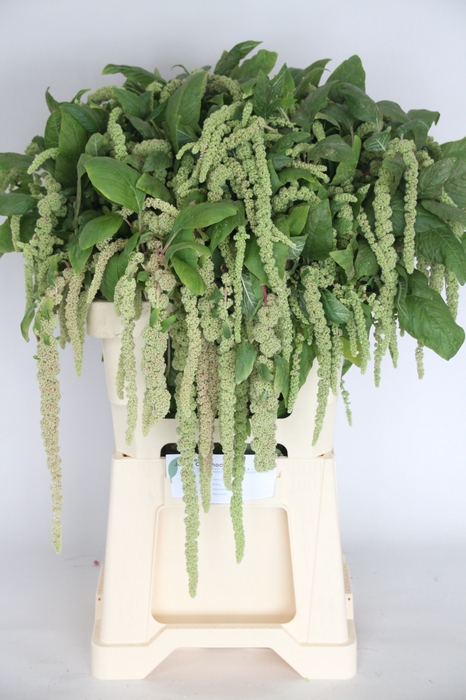<h4>AMAR CA GREEN CORD</h4>