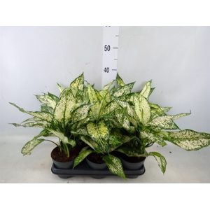 Aglaonema  'White Kiwi'