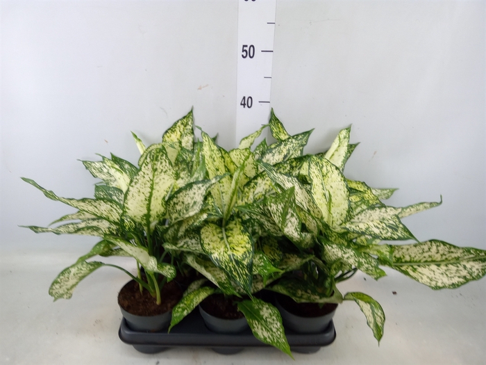 <h4>Aglaonema  'White Kiwi'</h4>