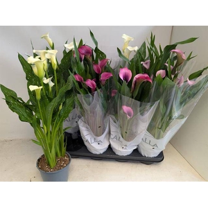 !! PROMO !! ZANTEDESCHIA MIX P14 5+