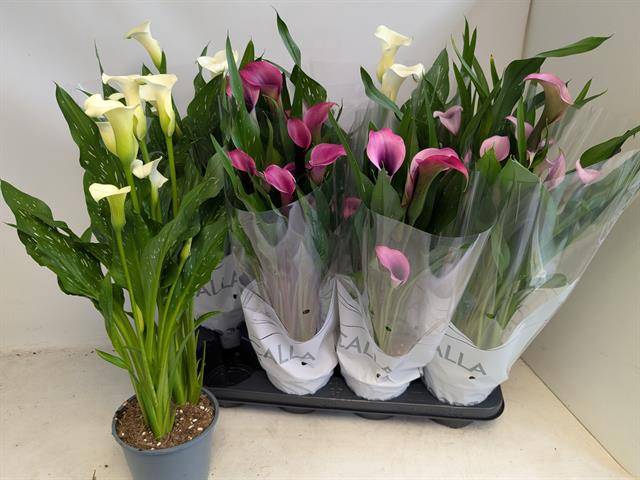 <h4>!! PROMO !! ZANTEDESCHIA MIX P14 5+</h4>