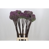 Allium Summer Drummer
