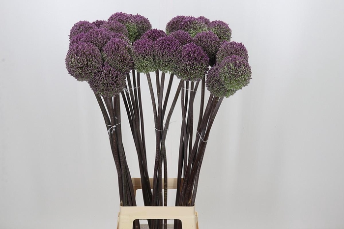 <h4>Allium Summer Drummer</h4>