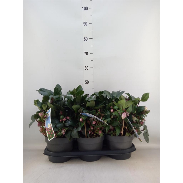 <h4>Helleborus 'Angel Glow'</h4>
