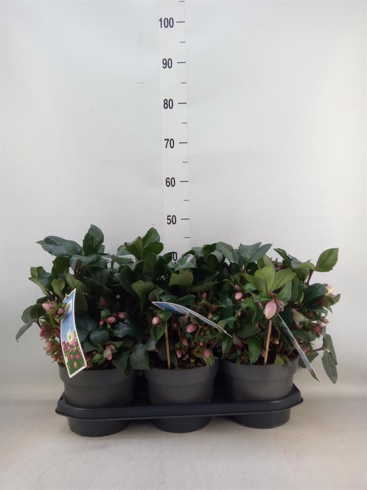 <h4>Helleborus  'Angel Glow'</h4>