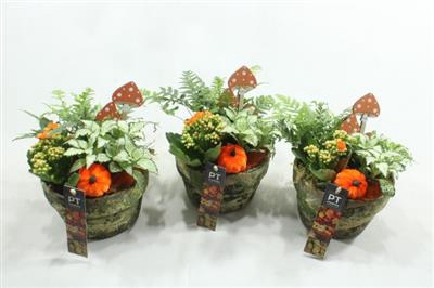 <h4>5511 T.C. GREEN INDOOR</h4>