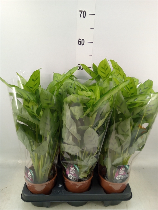 <h4>Calathea leopardina</h4>