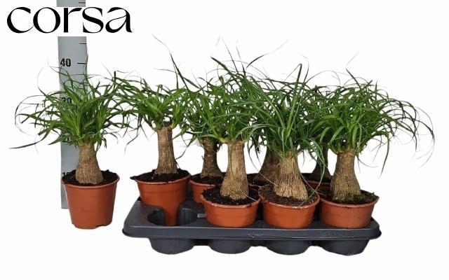 <h4>BEAUCARNEA RECUR</h4>