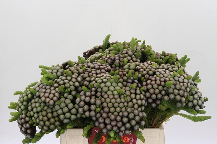 Cape Green Albiflora