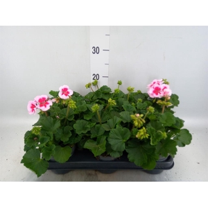 Pelargonium zona.   ...F1