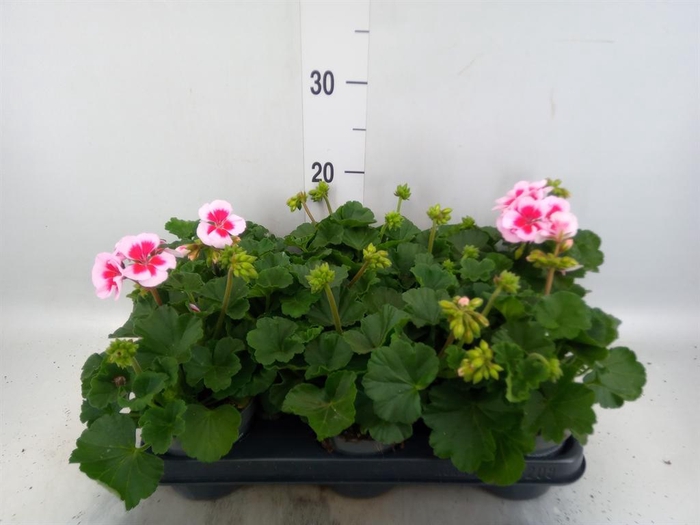 <h4>Pelargonium zona.   ...F1</h4>