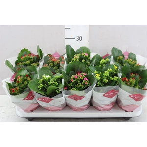 Kalanchoe Bl Gemengd