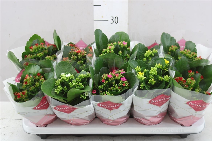 <h4>Kalanchoe Bl Gemengd</h4>