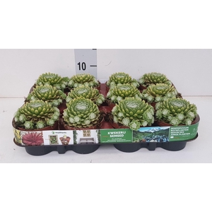 Sempervivum   ...
