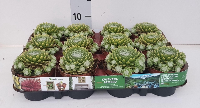 <h4>Sempervivum   ...</h4>