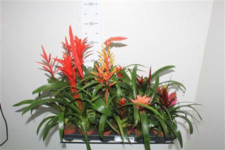 <h4>Bromelia Gem 15 Srt</h4>