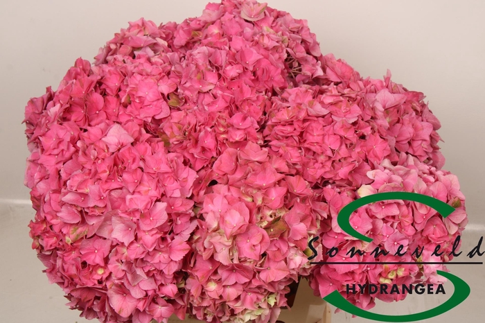 <h4>HYDR M CH RODEO RD</h4>