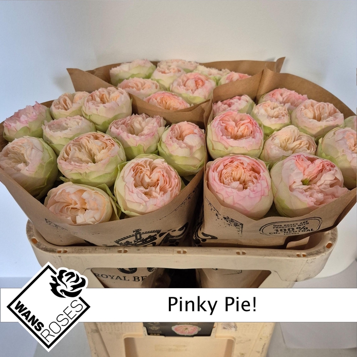 <h4>R GR PINKY PIE!</h4>
