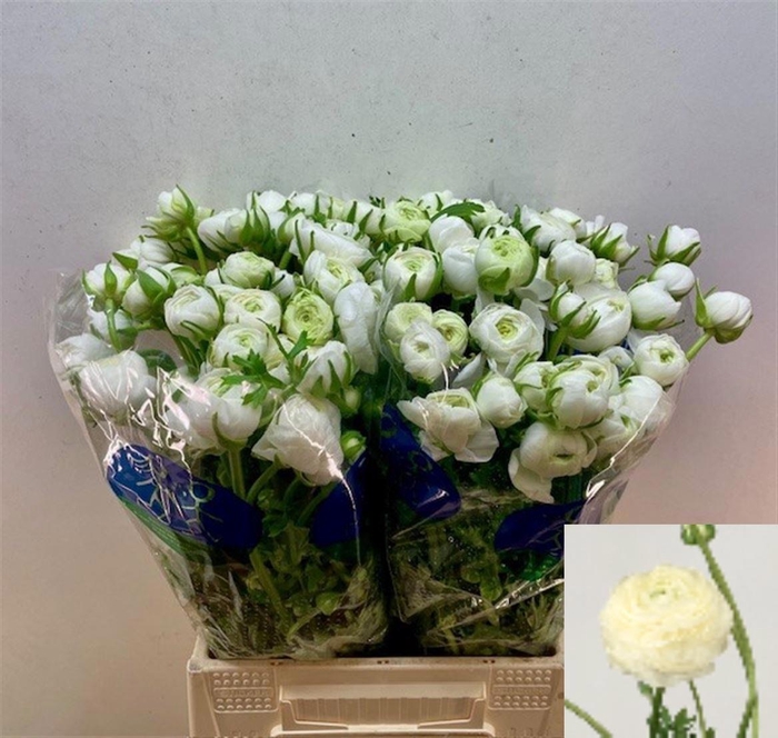 <h4>RAN EL WHITE</h4>