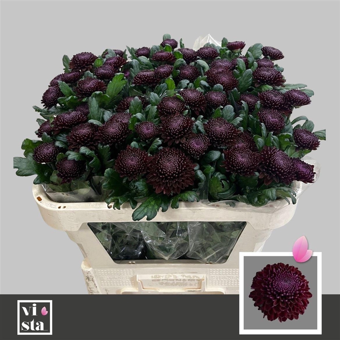 <h4>Chr G Poker</h4>