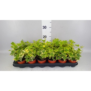 Hedera helix 'Goldchild'
