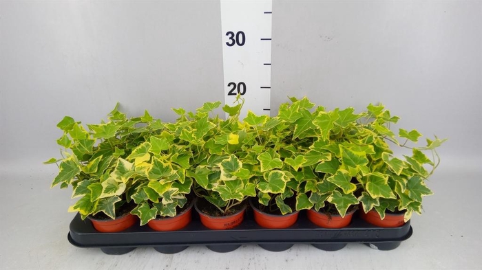 <h4>Hedera helix 'Goldchild'</h4>