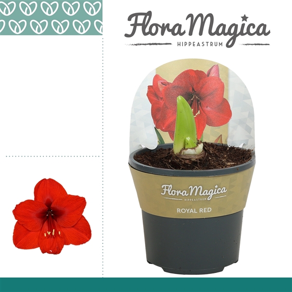 <h4>Amaryllis Royal Red 2 knop in Potkraag</h4>
