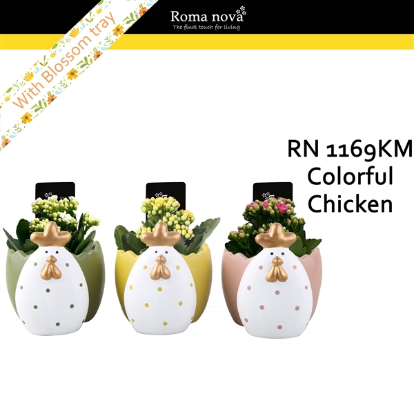 <h4>1169KM - Colorful Chicken (Kalanchoe mix)</h4>