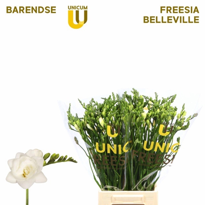 <h4>Freesia du Belleville</h4>
