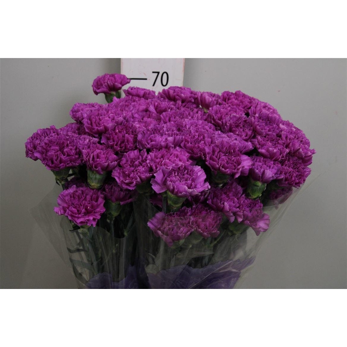 <h4>Di St Moonlite Lila</h4>
