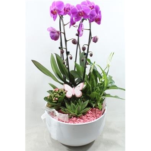 0974 Cascade Pink