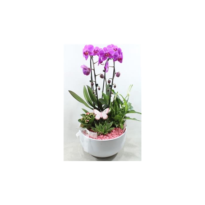 <h4>0974 Cascade Pink</h4>